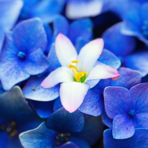 Meet your Posher, Tashonda - Picture 1 of 1